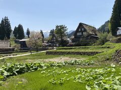 道の通りのどこの民家の軒先にもチューリップがあり、PM12:00五箇山相倉合掌集落到着。駐車料金500円