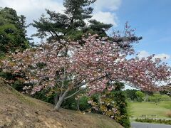 例年ならまだ桜が残るであろう、松島の景色を見下ろせるスポットの中ではアクセスも良好な「西行戻しの松公園」に行きました。

桜は、２０２３年は特に早咲きだったので、ちょっと厳しいですね。