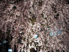 それでも枝垂桜は満開状態でした