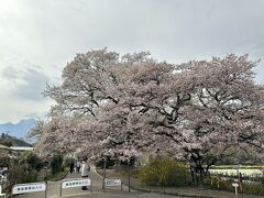 山高神代桜