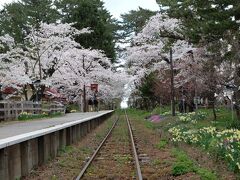 その間・・・芦野公園に行ってみよう。
線路の脇には水仙が咲いてました。