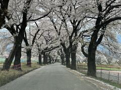 神代桜は満開過ぎてしまいましたが、そこから少し行ったところに眞原の開拓地に植えられた桜並木がすこし遅れて満開を迎えます。行ってみると期待以上の花の咲き様でした。