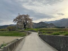 なんとか日暮れまでに間に合ったわに塚の桜。