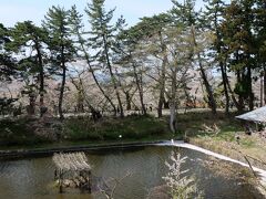 弘前城西濠と桜のトンネル