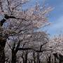 満開の五稜郭・タワー～湯の川温泉・開花の早すぎる桜に間に合うの？2023.4秋田・青森・函館ひとり旅5泊6日⑩日目５日目午後