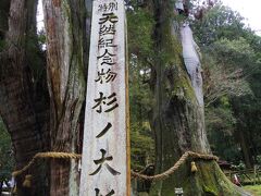 樹齢3000年の日本一の大杉だそうです。