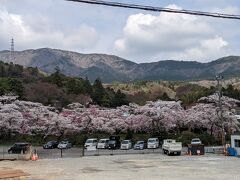 実はあの桜の向こうが有名な早川堤です。