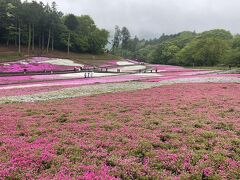 やや見頃を過ぎているように思いますが、それでもとてもキレイで、まるでピンク色のじゅうたんが敷き詰められているようです。