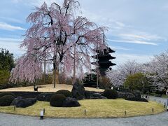 数日後
桜を観に再び京都へ
東寺へ