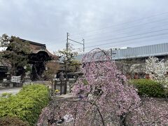 帰り道
六孫王神社
こちらは
新幹線と同時に枝垂れ桜が撮れるスポット