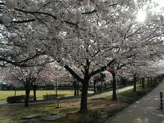 3日目1件目城山公園

4月3日4日は快晴に恵まれ長野県内の桜の名所6カ所を楽しみ、当初の天気予報だと4月5日6日は雨模様予想だったが薄陽もでてきたので朝食後、
善光寺北側にある城山公園に桜めぐり3日目スタート(^^)