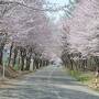 弘前城のソメイが終わったので、岩木山麓花めぐり☆世界一の桜並木通りへ