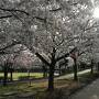 2023年4月3日から桜の名所たくさんの長野県で桜、桜、桜の旅(3,4日目)