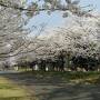 2023年4月3日から桜の名所たくさんの長野県で桜、桜、桜の旅(3,4日目)