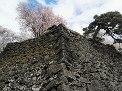 天守台に桜