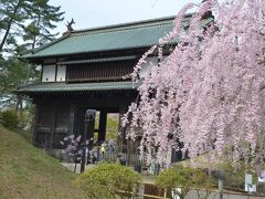 東門です。おー紅枝垂れ桜が見ごろですね～。