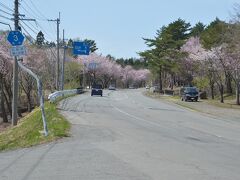 ここバス通り（県道3号線）は桜並木になっていて約50mに1本の割で植わっていますが・・、