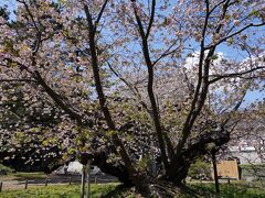 龍雲院の西隣には、光善寺がある。この寺の境内には、『血脈桜』と呼ばれる名木がある。樹齢約300年と云うサトザクラの古木だそうだ。主幹は根本部分しか無く、そこから分かれた細い枝が四方に広がっている。城跡でよく見かける『南殿』は、この樹が親なのだそうだ。