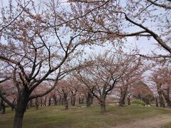 食後は五稜郭公園散策。
満開ではないけれどキレイに咲いている。