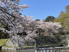 3時前に彦根城到着★！
道中はみんな寝てくれて楽ちん♪
末っ子も外にいる時はちゃんと観光し、車では寝てくれるからありがたや！！

彦根城に着くと、満開の桜にこれまた感動！！