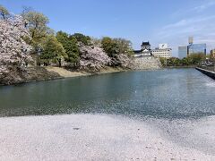 丸の内停留場で下車して富山城へ。
きれいな花筏。