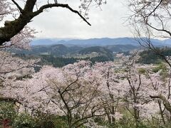 城ヶ山の周りには桜がいっぱい。
展望台からは八尾の街と桜のコラボが拝めます。