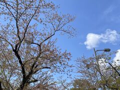 ここに桜が咲いていたなら～！と思う場面５

長さ１、１KM（１５６本）続く桜並木・・・