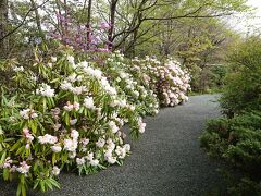 ホテルをチェックアウトして向かった先は　箱根湿性花園

シャクナゲが満開