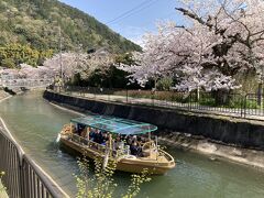 【疏水】
　すいている時間を選んでいるとはいえ、京都はかなり混雑ぶりで、その日は　人の少ない疏水の周りをのんびり歩きながら　桜をみようと決めました。京都に住む直前、疏水てなんだろうと思っていました。明治時代に京都から天皇が東京に移って、元気のなくなった京都を盛り上げるため　産業を振興させるようと　
琵琶湖から水路を作る計画が起こりました。その水路が「疏水」です。舟で日本海側の荷物を琵琶湖と疏水を経て、京都に運んだり、水の動力を用いて産業を起こす計画です。疏水ができて水運が盛んになったり、水不足の続いていた京都市内に水が届けられたり（新しくできたいくつかの別荘の庭に池や小川などの水を利用した庭が出現したり、）当時ヨーロッパでも数機しかなかった水力発電を日本で最初にここに導入して、京都の街に市電や街灯などに使う電気が届けられたりしました。