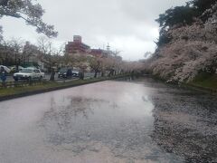 八郎潟駅を早めに出発した私たちは弘前にやってきました。
今日の弘前は早春のように肌寒く風も強いです。
「花発多風雨（花ひらいて風雨多し）」という漢詩の通りです。
バスで弘前城に焼てきました。
お城のお濠には花筏が既に始まっていました。
桜の花が散り始めているのです。
でも桜の木々の枝にはまだたくさん花びらが残っているようです。