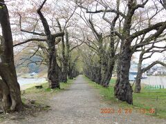 今回の旅行の最大目的の桧木内川堤の桜並木は

散っていました。
