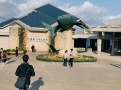 午前中は「沖縄美ら海水族館」に行きました。
チケットは、水族館に向かう車の中でアソビューのサイトで購入。
１０％クーポンを使って１人￥２０７１でした。
