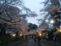 弘前城の桜まつりがライトアップされています。
桜の木々が薄明りに薄ピンクに灯されてきました。