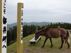 そして都井岬に到着
ここは大自然の中で御崎馬に会える