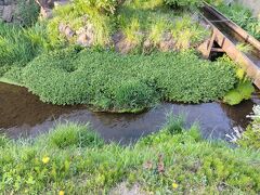 忍野八海到着！駐車場から歩いていく途中の小川。