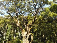 こちらが御神木の樹齢3000年と言われる「大楠」です。
めちゃめちゃ大きくて、凄く生命力を感じるパワースポットです。
圧巻のスケールでした！！
