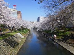 「富山市役所展望塔」を出ると、「松川辺り」の満開の桜を見ることができました。