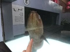 十何年か前に池田湖に来た時、外の水槽（池）に巨大ウナギがいて、これがウナギ？というぐらい大きく度肝を抜かれた、太さは丸太のようで2m近くあったような気がする、自分の身長は優に越していた

今や、ここ池田湖パラダイスに展示されている「大ウナギ」はそれほど大きくない、ちょっとがっくり来た、それでもかば焼きで食べるフツーのウナギの2，3倍ありそうだ