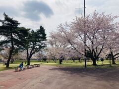 朝5時に家を出て4時間。
森町のオニウシ公園につきました。
今年は例年よりも桜が二週間早かったので諦めていたのですが、ここで満開の桜に出会えました。