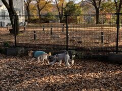 今回の旅の主役はワンコちゃん。
プードルとスピッツのMIX犬の福くんです。

まずは東北道佐野SAのドッグランにてお友達と交流。
