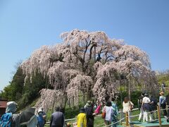 三春の滝桜　日本三大桜（山梨県の山高神代桜、岐阜県の根尾谷淡墨桜、ここ三春滝桜）の一つで、国の天然記念物に指定されています。種類はベニシダレザクラの巨木で樹齢は推定千年以上と言われています