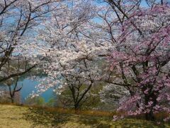 桜の公園の桜　三春町には一万本の桜の木があるそうですが、その内3200本は、ここ桜の公園にあります。丁度ソメイヨシノや八重桜が満開で見事です。下に見えるのはさくら湖です