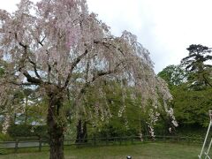 さて、いよいよ弘前城のある弘前公園にやって来ました。ソメイヨシノの花はとっくに散ってしまっていますが、このようなしだれ桜など、まだまだ咲いている品種はあります。