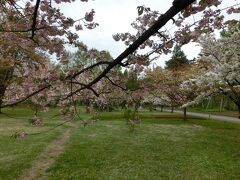 公園内にある植物園です。こちらも有料エリアですが、植物園にしては芝生エリアが多めのゆったりした空間で、人も少なく、落ち着いて花を楽しむことができます。植物園だけあって、同じ桜でも、ピンク色以外に白や緑など、「色とりどりの桜」が見られます。