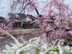 3月29日京都到着いい天気の中桜めぐりスタート
鴨川にしだれ桜