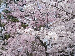 鴨川から八坂さんの横を通って散策
円山公園の満開のソメイヨシノ