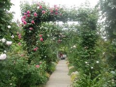 バラのトンネル