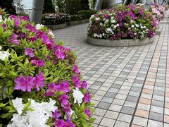 少し前に根津神社の文京つつじ祭りに行ったばかりなので、つつじが気になります。

https://4travel.jp/travelogue/11822217
https://4travel.jp/travelogue/11823271