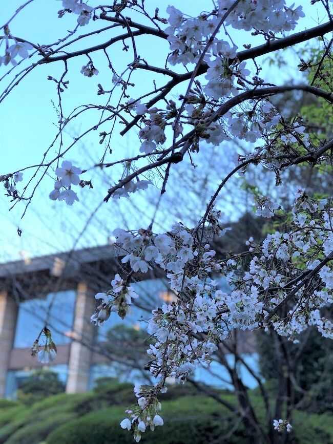 桜。。。あと、２．３日後だったら満開でした。<br /><br />今年は三月に急に暑い日が来て、都内の桜は１日で一気に満開になりました。