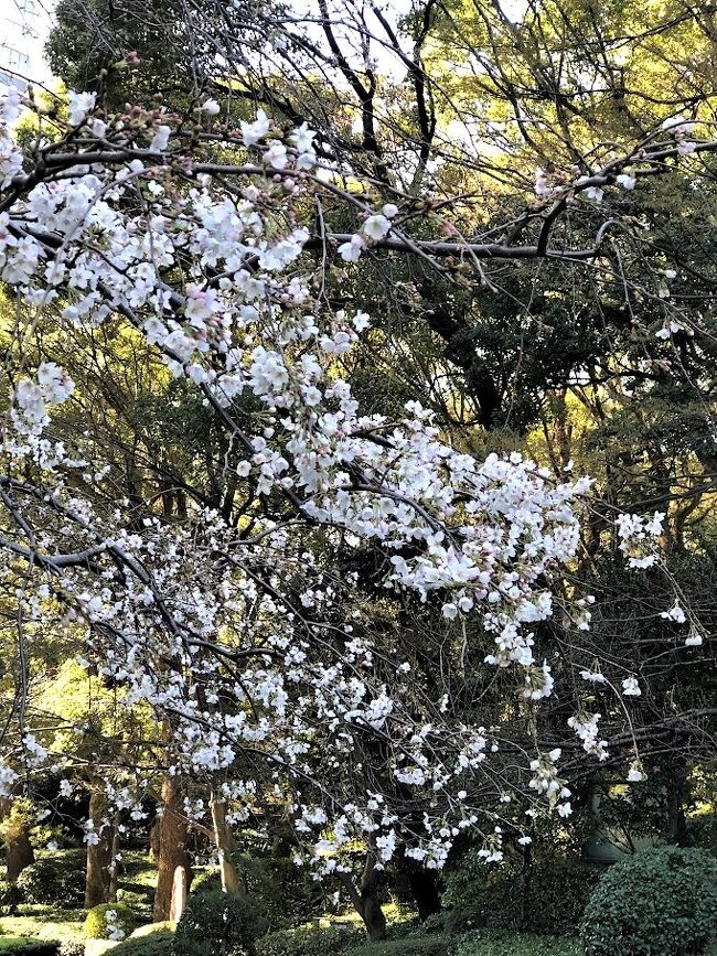 桜は６分咲きといった感じ。<br /><br />友達は３日後の満開に時に予約をしていたみたい。<br />